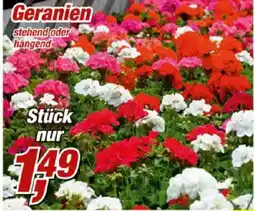 Posten Börse Geranien stehend oder hängend Angebot