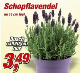 Posten Börse Schopflavendel Angebot