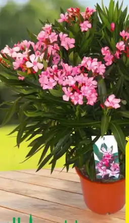 Hagebau Oleander Nerium Angebot