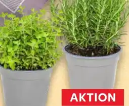 Kaufland Kräuter Angebot