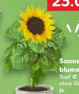 Kaufland Sonnenblumen Angebot
