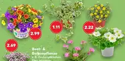 Kaufland Beet- und Balkonpflanzen Angebot