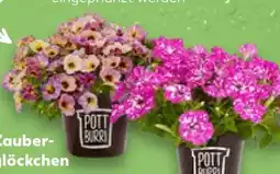 Kaufland Pott Burri Zauberglöckchen Angebot