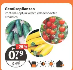 V Markt Gemüsepflanzen Angebot