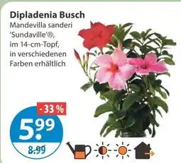 V Markt Dipladenia busch Angebot