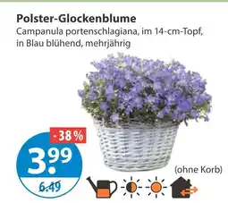 V Markt Polster-glockenblume Angebot