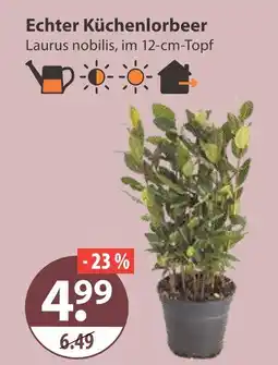 V Markt Echter küchenlorbeer Angebot
