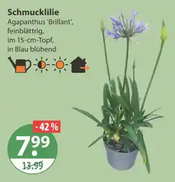 V Markt Schmucklilie agapanthus 'brillant' Angebot