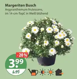 V Markt Margeriten busch Angebot
