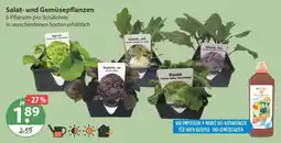 V Markt Salat- und gemüsepflanzen Angebot