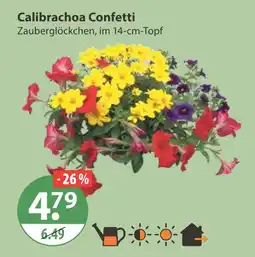 V Markt Calibrachoa confetti Angebot