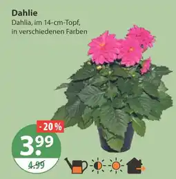 V Markt Dahlie Angebot
