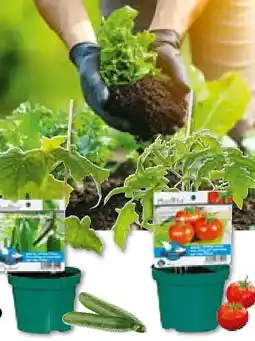 BayWa Bau & Garten veredeltes Vitalgemüse Angebot