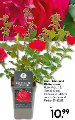 BayWa Bau & Garten Beet-, Edel- und Kletterrosen Angebot