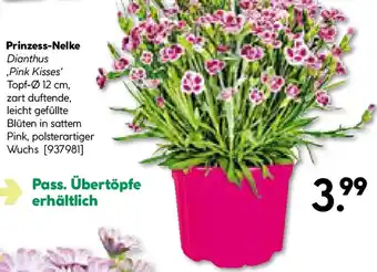 BayWa Bau & Garten Prinzess-Nelke Angebot