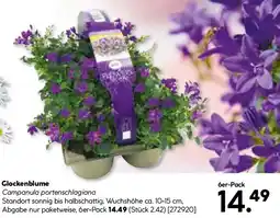 BayWa Bau & Garten Glockenblume Angebot