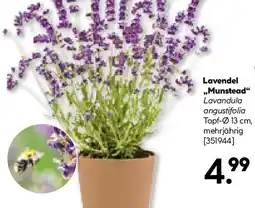 BayWa Bau & Garten Lavendel ,,Munstead" Angebot