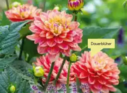 BayWa Bau & Garten Dahlie Angebot