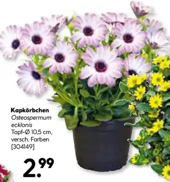 BayWa Bau & Garten Kapkörbchen Angebot