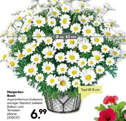 BayWa Bau & Garten Margeriten Busch Angebot