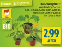 diska Bio Gemüsepflanze Angebot