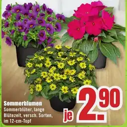 B1 Discount Baumarkt Sommerblumen Angebot