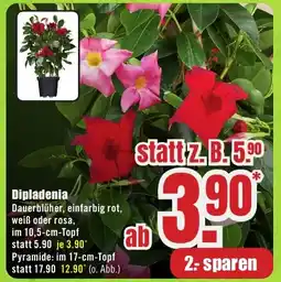 B1 Discount Baumarkt Dipladenia Angebot