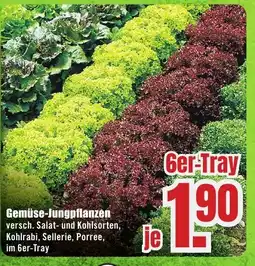 B1 Discount Baumarkt Gemüse-Jungpflanzen Angebot
