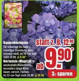 B1 Discount Baumarkt Bauernhortensie Angebot