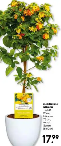 BayWa Bau & Garten mediterrane Stämme Angebot