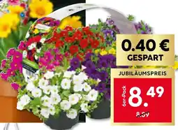 BayWa Bau & Garten Zauberglöckchen Angebot