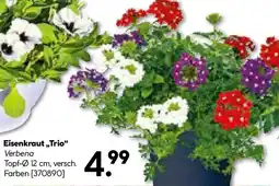 BayWa Bau & Garten Eisenkraut ,,Trio" Angebot