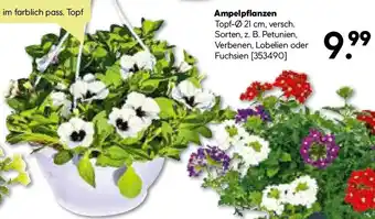 BayWa Bau & Garten Ampelpflanzen Angebot
