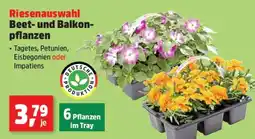 Thomas Philipps Riesenauswahl Beet- und Balkonpflanzen Angebot