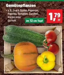Thomas Philipps Gemüsepflanzen Angebot