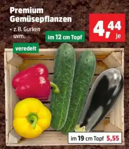 Thomas Philipps Premium Gemüsepflanzen Angebot