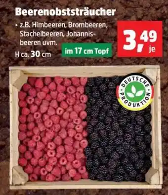 Thomas Philipps Beerenobststräucher Angebot
