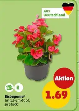 PENNY Eisbegonie Angebot