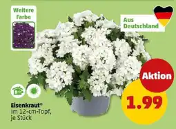 PENNY Eisenkraut Angebot