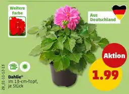 PENNY Dahlie Angebot