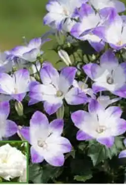 Pflanzen Kölle Glockenblume Like Mee Angebot