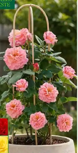 Pflanzen Kölle Kölle's Beste Duftende Solitärrose Angebot