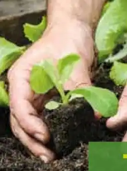 Pflanzen Kölle Kölle's Beste Gemüsesetzlinge Angebot