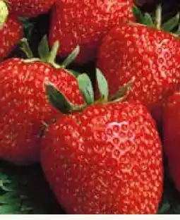 Pflanzen Kölle Bio-Erdbeere Pflanze Angebot