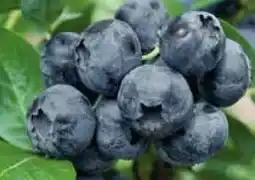 Pflanzen Kölle Gartenheidelbeere Pflanzen Angebot