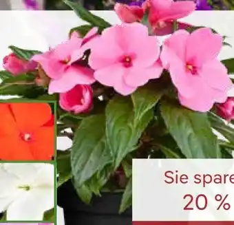 Pflanzen Kölle Edellieschen Angebot