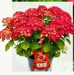 Pflanzen Kölle Garten-Hortensie Music Collection Angebot