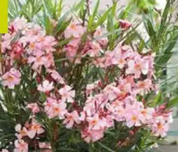 Pflanzen Kölle Kölle Oleander-Busch Angebot