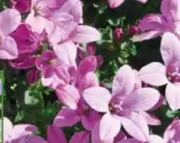 Pflanzen Kölle Glockenblume Ambella Capanula Angebot