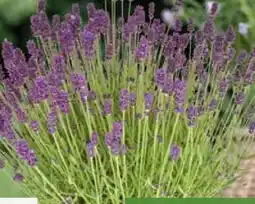 Pflanzen Kölle Lavendel Angebot